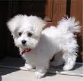 lovely white maltese puppies for adoption